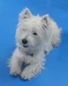 Westie