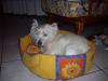 Immagine Westie