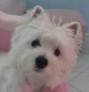 Westie