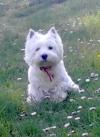 Westie