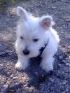 Immagine Westie