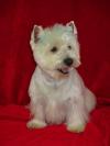 Westie