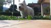 Immagine Westie