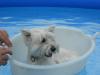 Westie