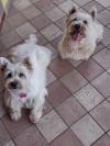 Immagine Westie