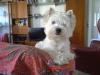 Westie