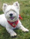 Westie