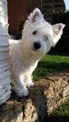 Westie