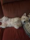 Immagine Westie