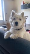 Immagine Westie