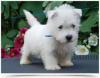 Immagine Westie