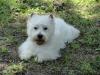 Westie