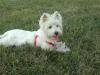 Westie