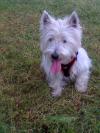 Westie