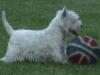 Westie