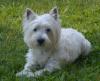 Westie