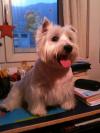 Westie