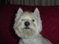 Immagine Westie