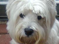 Immagine Westie