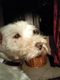 Immagine Westie