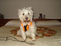 Immagine Westie