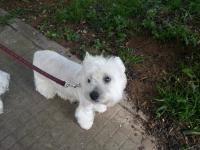 Immagine Westie