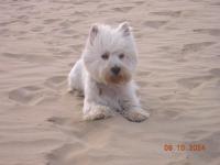 Immagine Westie