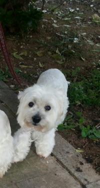 Immagine Westie
