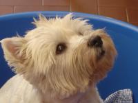 Immagine Westie