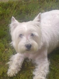 Immagine Westie