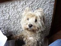 Immagine Westie