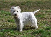 Immagine Westie