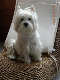 Immagine Westie