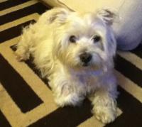 Immagine Westie