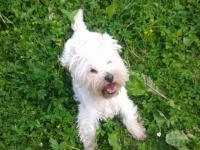Immagine Westie