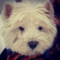Immagine Westie