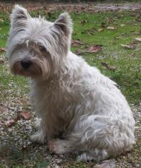 Immagine Westie