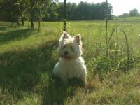 Immagine Westie
