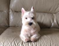 Immagine Westie