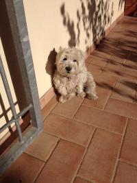 Immagine Westie
