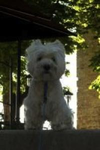 Immagine Westie