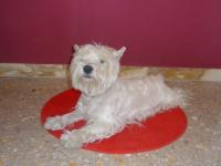 Immagine Westie