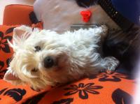 Immagine Westie