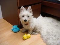 Immagine Westie