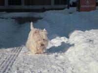 Immagine Westie