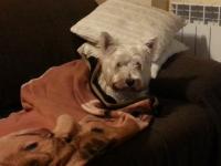Immagine Westie