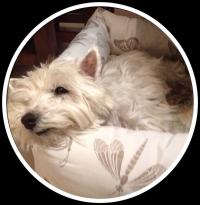 Immagine Westie