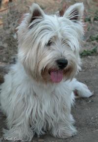 Immagine Westie