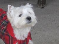 Immagine Westie
