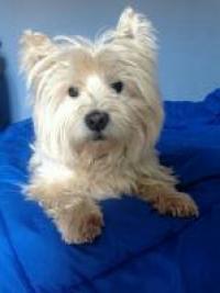 Immagine Westie